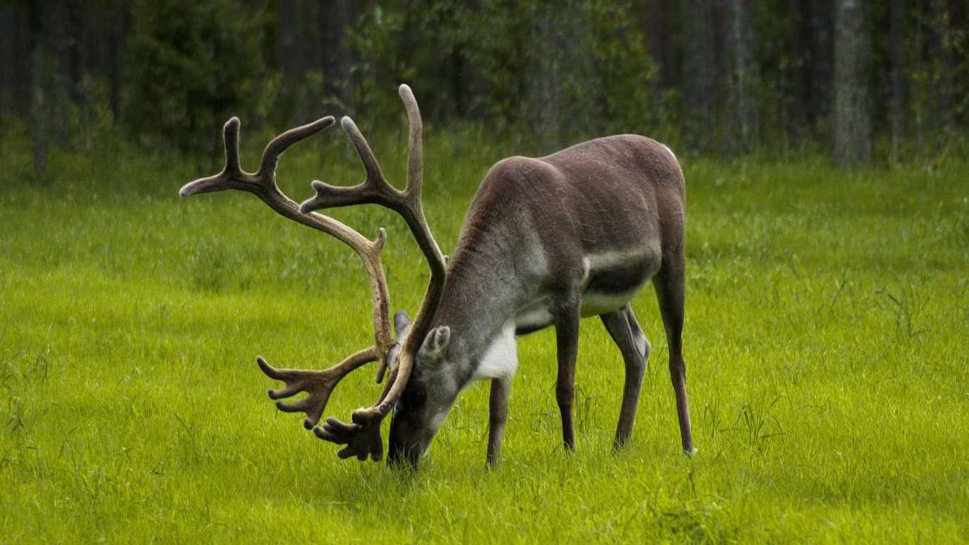 Polowanie na renifery w Norwegii – IRBIS Hunt