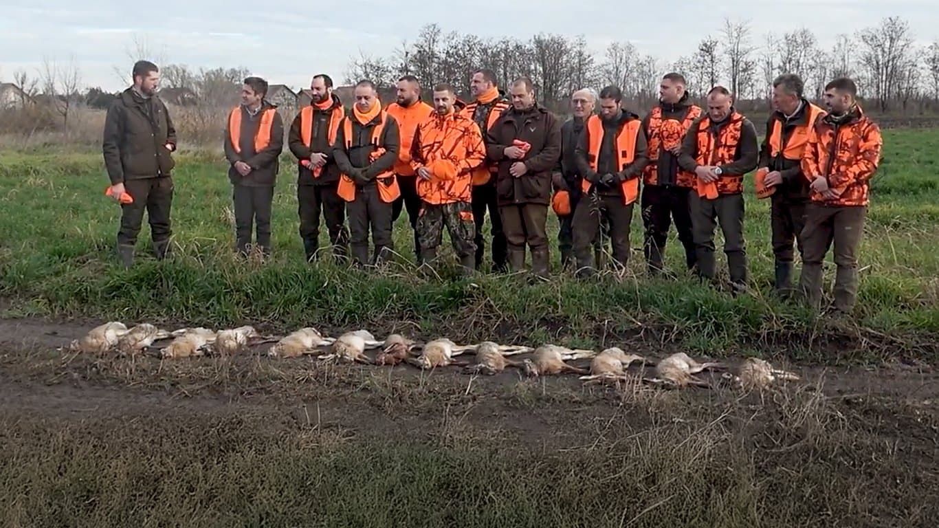 Polowanie na zające w Serbii