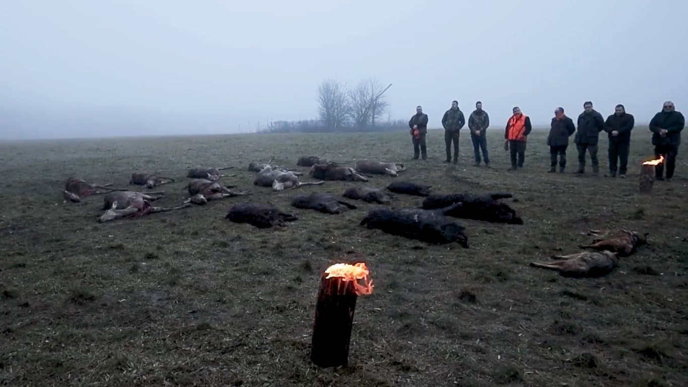 Driven hunt in Serbia zbiorowe w Serbii