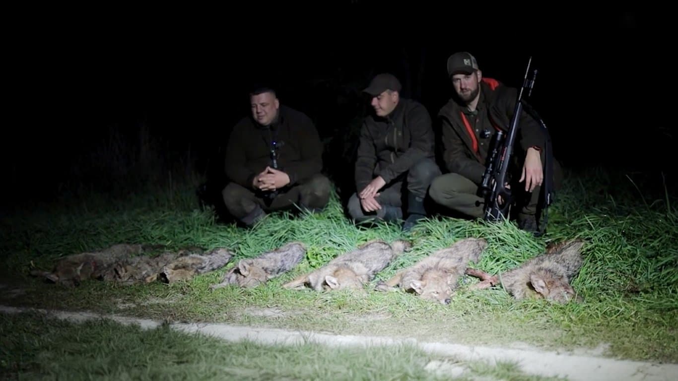 Polowanie na szakale w Serbii – WILD Srbija TV